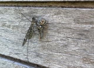 Salticus sp.